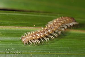 Millipede