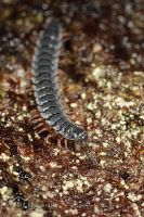 Millipede