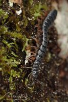 Millipede