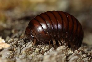 Pill millipede