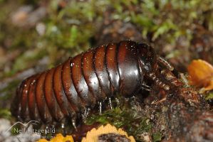 Pill millipede