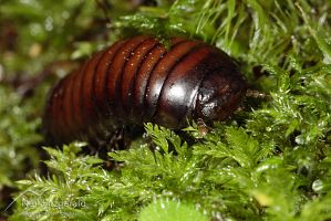 Pill millipede
