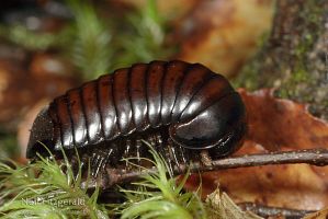 Pill millipede