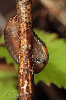 Pill millipede