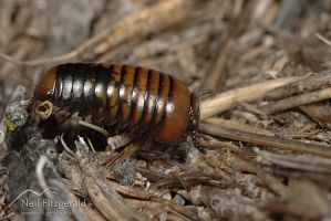 Pill millipede