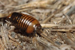 Pill millipede