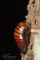 Pill millipede