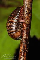 Pill millipede