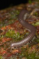 Millipede