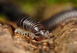 Millipedes
