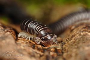 Millipede