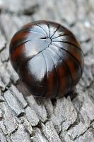 Pill millipede