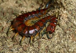 Other invertebrates