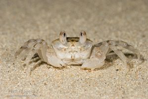 Crab