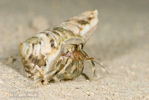 Hermit-landcrab 