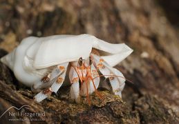 Crustaceans