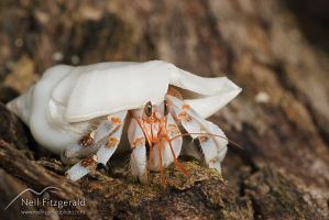 Hermit-landcrab 