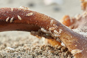 Sandhoppers