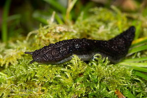 Leaf-veined slug