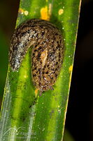 Leaf-veined slug