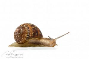 Brown garden snail