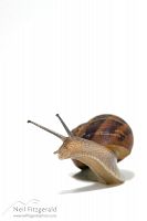 Brown garden snail
