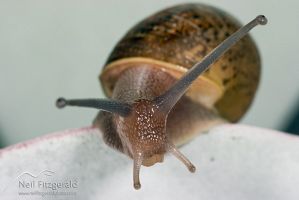 Brown garden snail