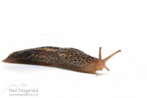 Leopard slug