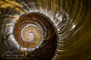Kauri snail