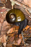Kauri snail
