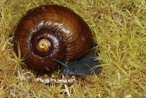 Powelliphanta marchanti