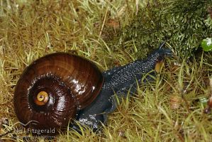 Powelliphanta marchanti