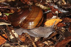 Powelliphanta gilliesi aurea