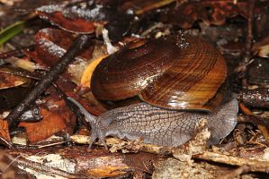 Powelliphanta gilliesi aurea