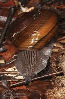 Powelliphanta gilliesi aurea