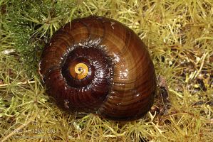 Powelliphanta marchanti
