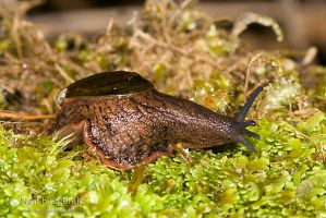 Paua slug
