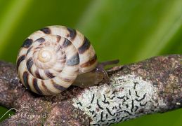 Slugs & snails