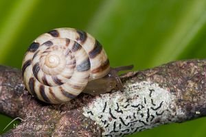 Snail