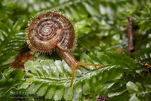 Snail