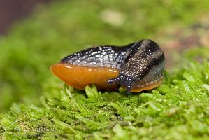 Slug