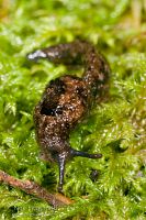 Semi-slug