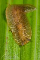 Leaf-vein slug