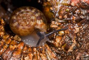 Snail