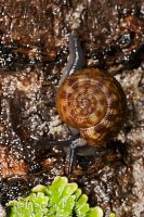 Phenacohelix snail