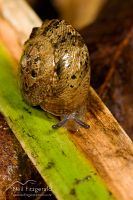 Snail
