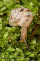 Snail