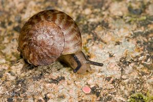 Snail