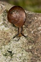 Snail