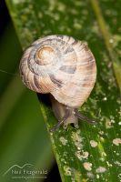Snail